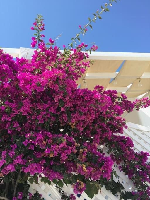 Holiday home Mimosa House *